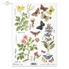 meadow, plants, butterfly, butterflies, flower, flowers, R405, Rosa canina, Celandia, Salvia, Chelidonium majus